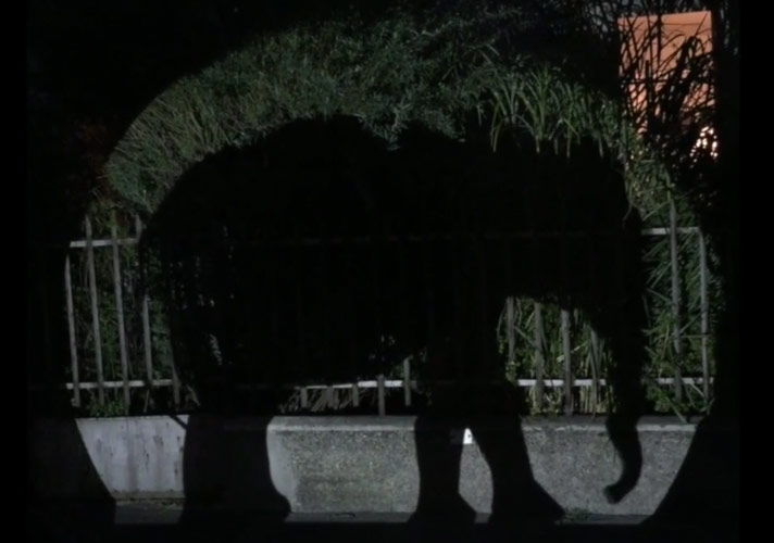 Filler Şehre İnerse