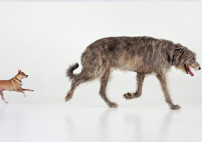 Sanat Dünyasından Köpekler Sergi Düzenliyor