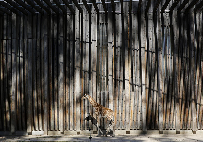 Hayvanat Bahçeleri ve İnsan İktidarı