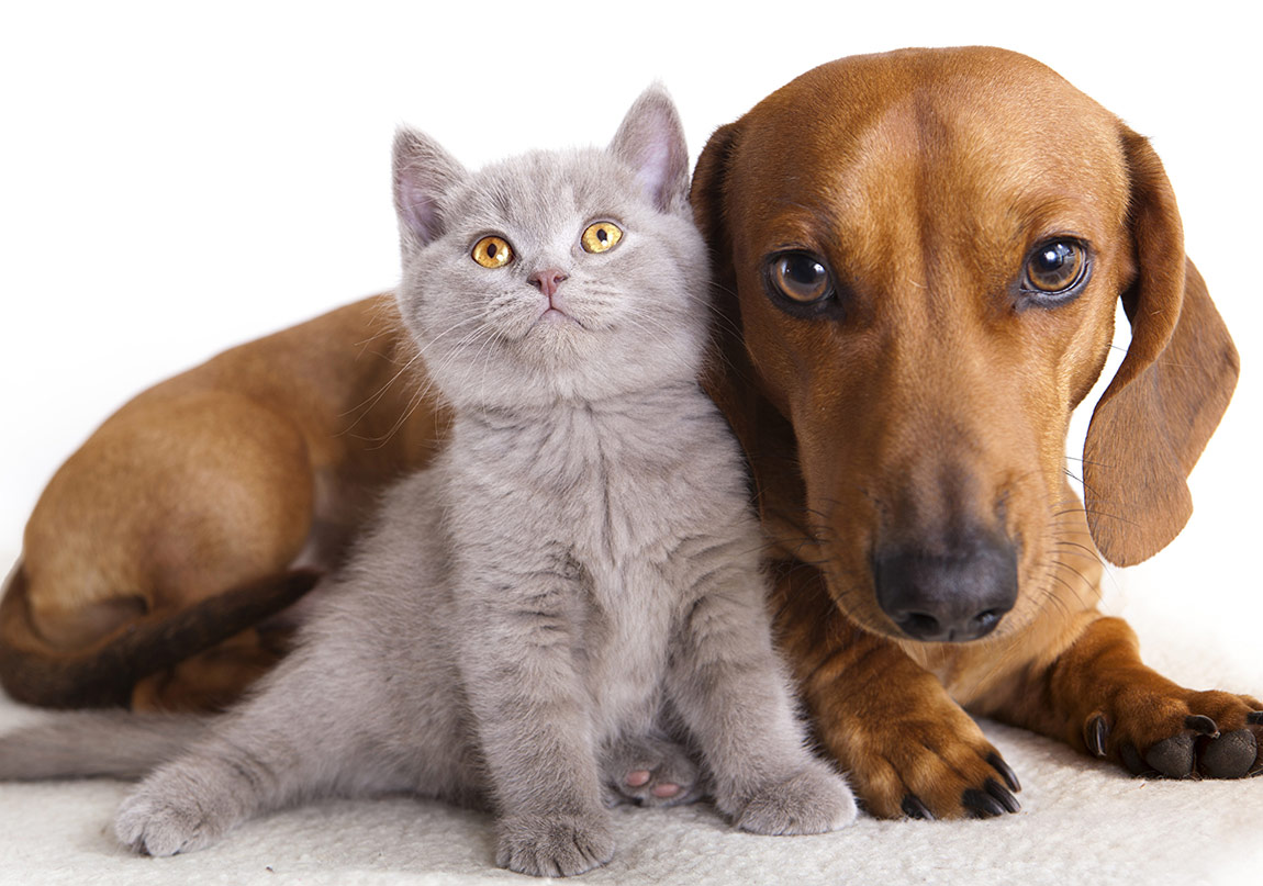 Köpek ve Kedi Severler İçin Felsefe