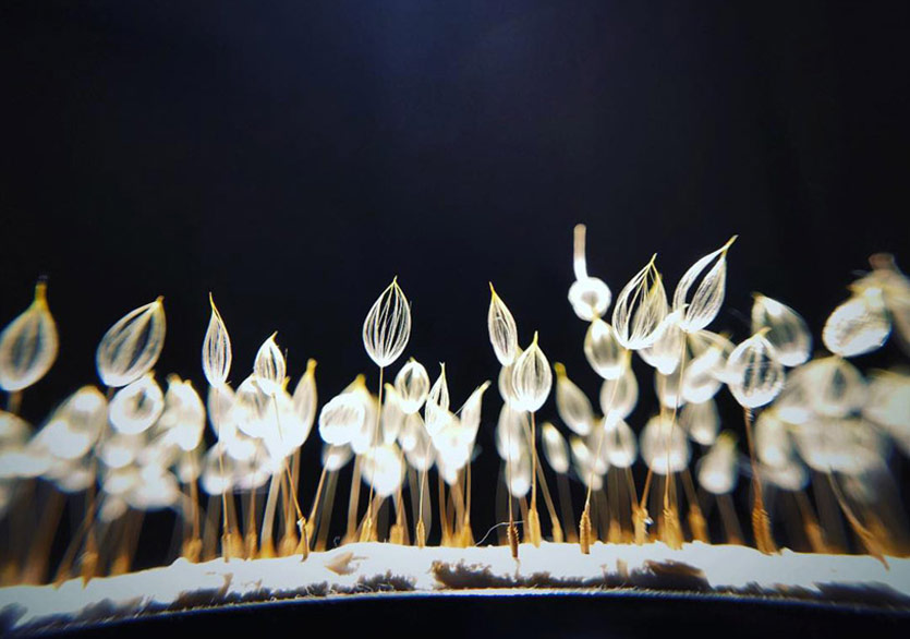 Hareketli Görüntüler Yerine Gerçek Ögeler 