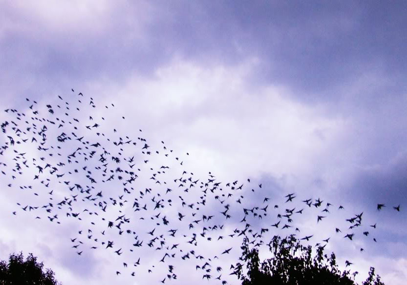 Yaşamlarımızı Kuşatan Kuş Sürülerinin Hikayesi