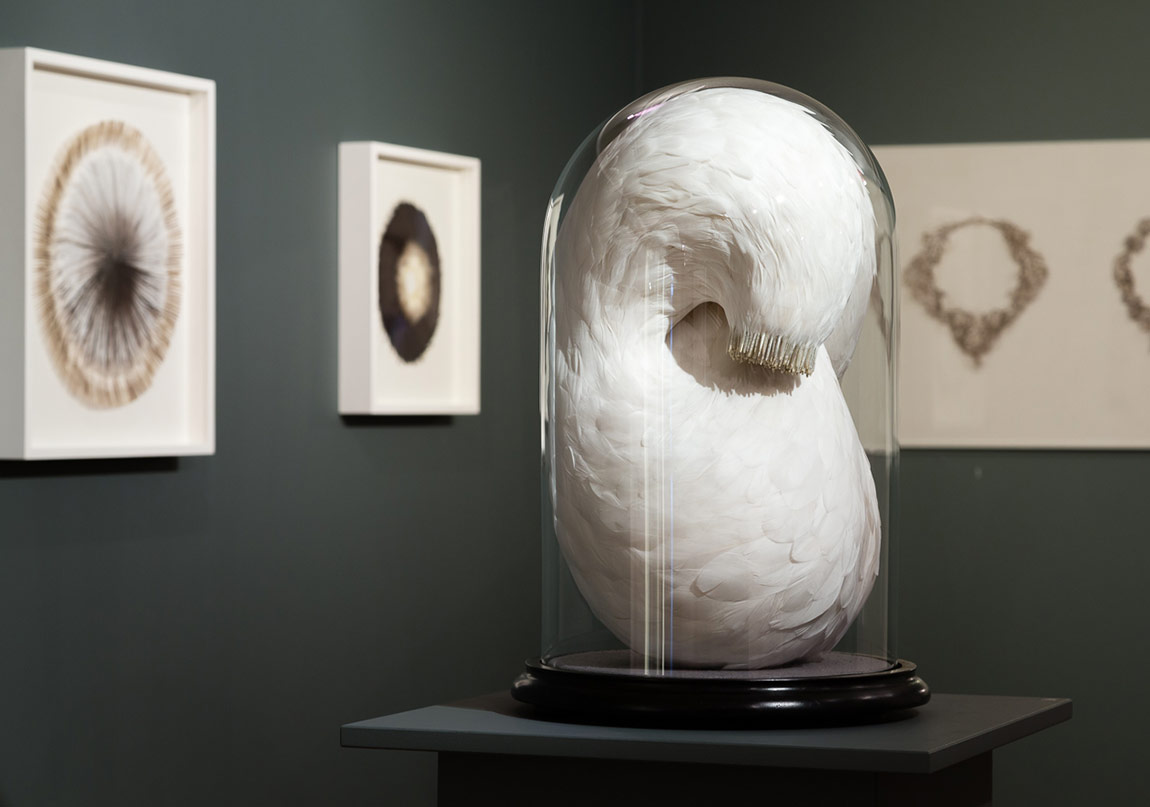 Göz Alıcı Kuş Tüyleri