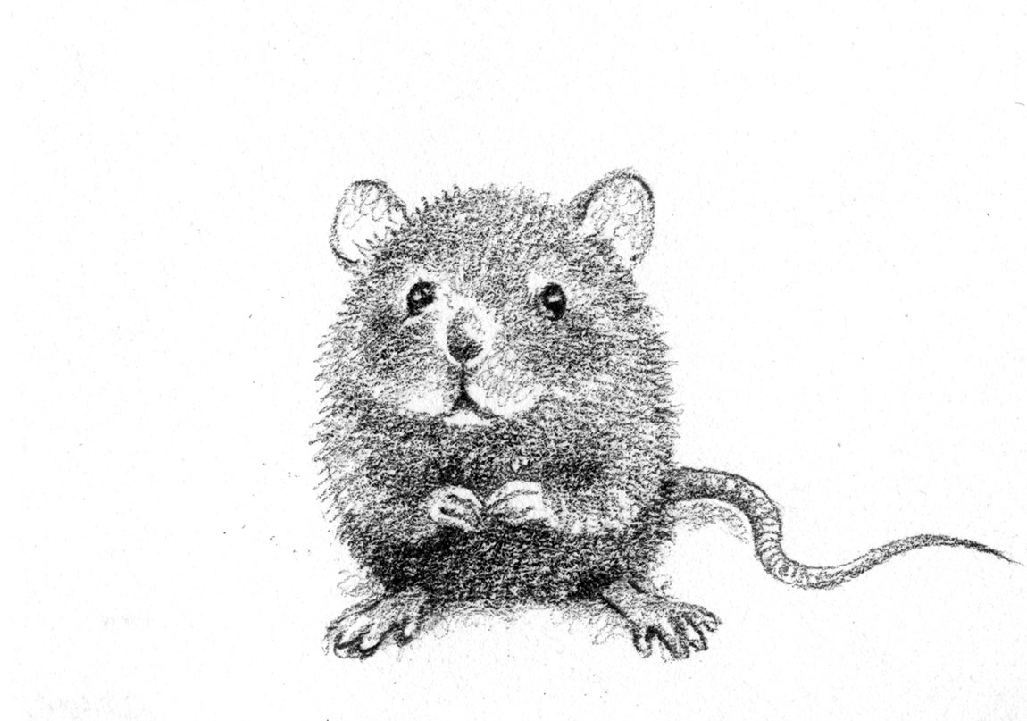 Şanslı Sams’ın Son Macerası Yayımlandı!