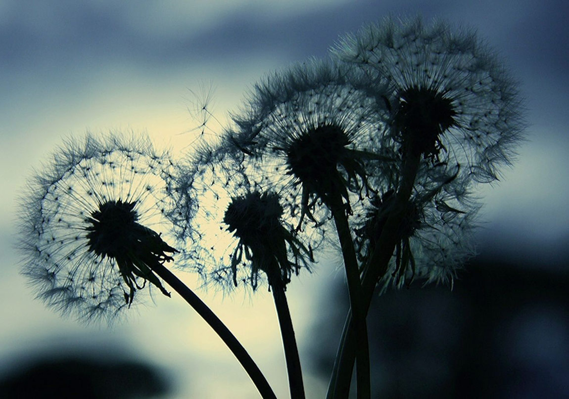 “Karahindiba” İletişim Yayınları’nda