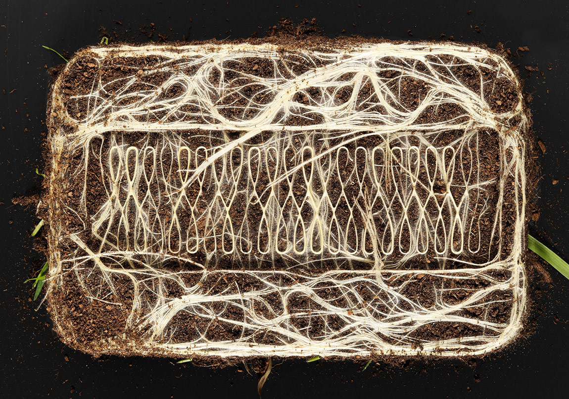 Bitki Kökleri Resim Yapıyor