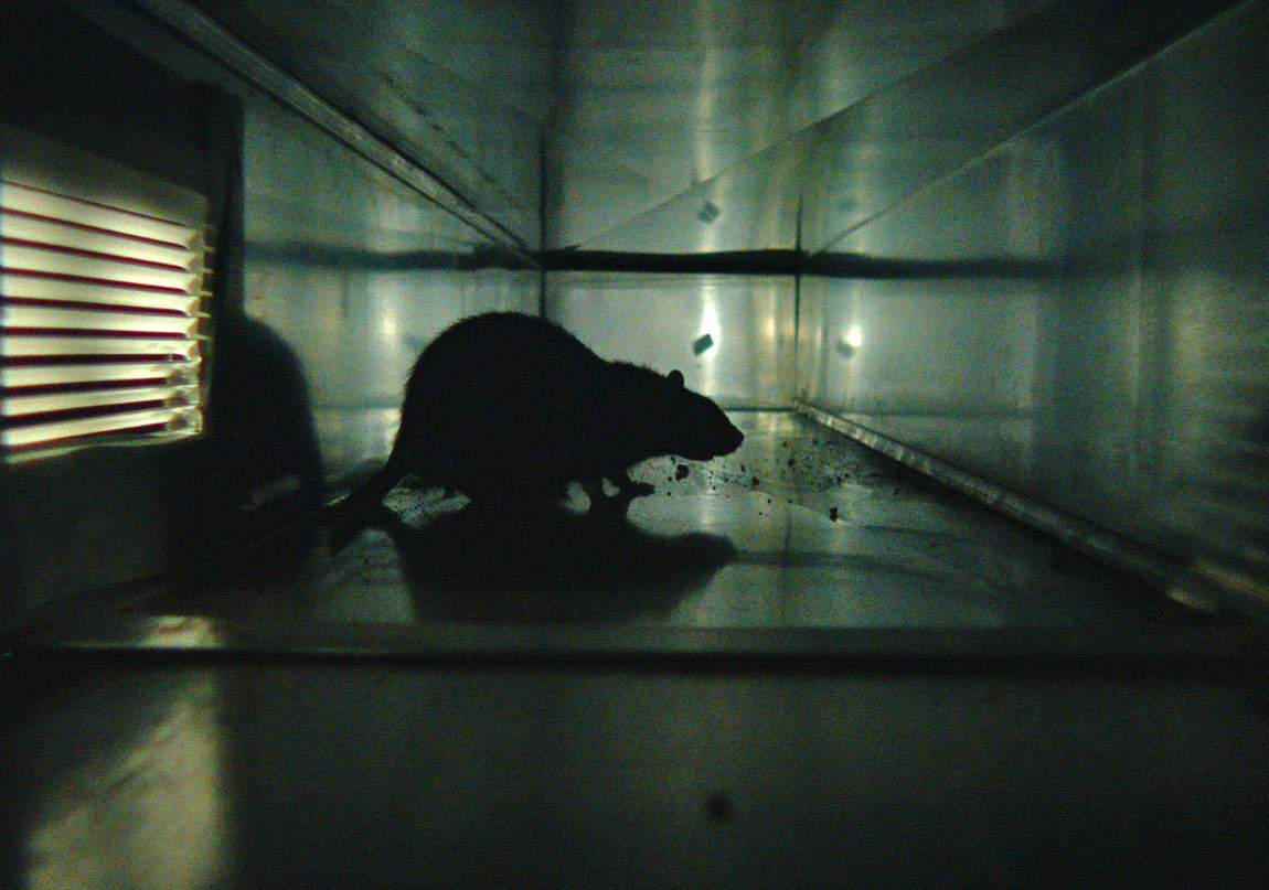 Morgan Spurlock İmzalı Rats’ten Kısa Bir Sahne 