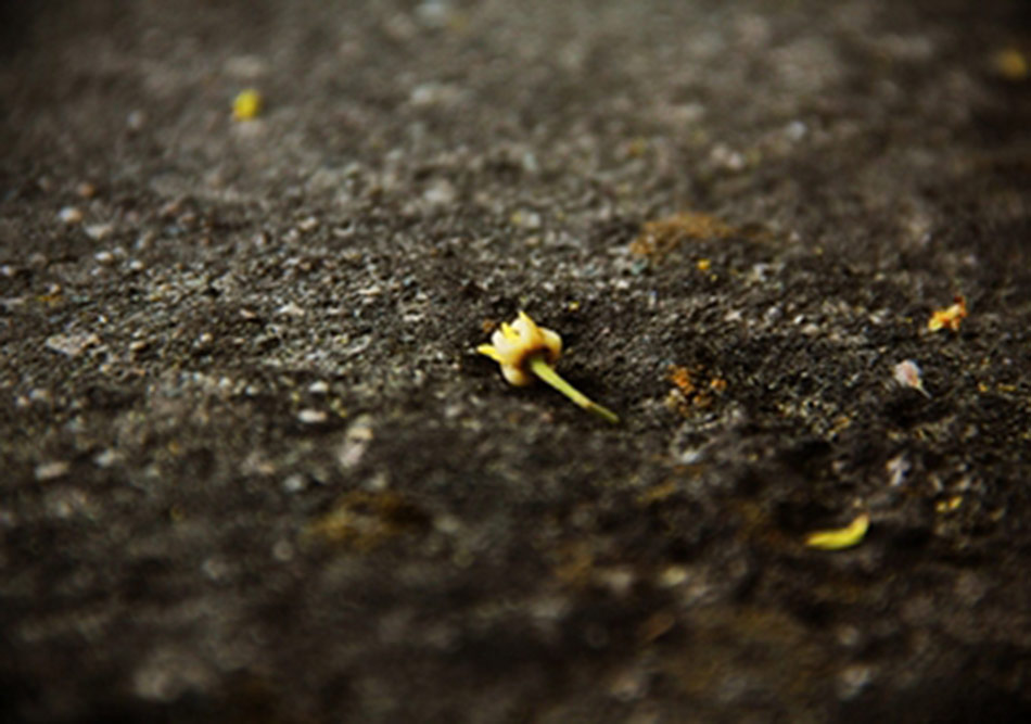 Kısaca, Ihlamur Günlükleri
