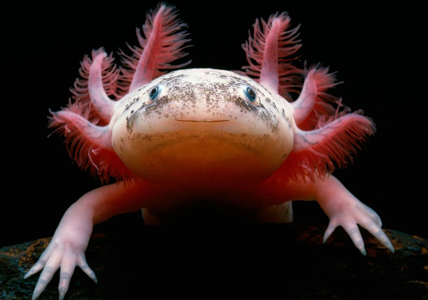 Axolotl Senaryo Armağanı Başvuruları Uzatıldı!