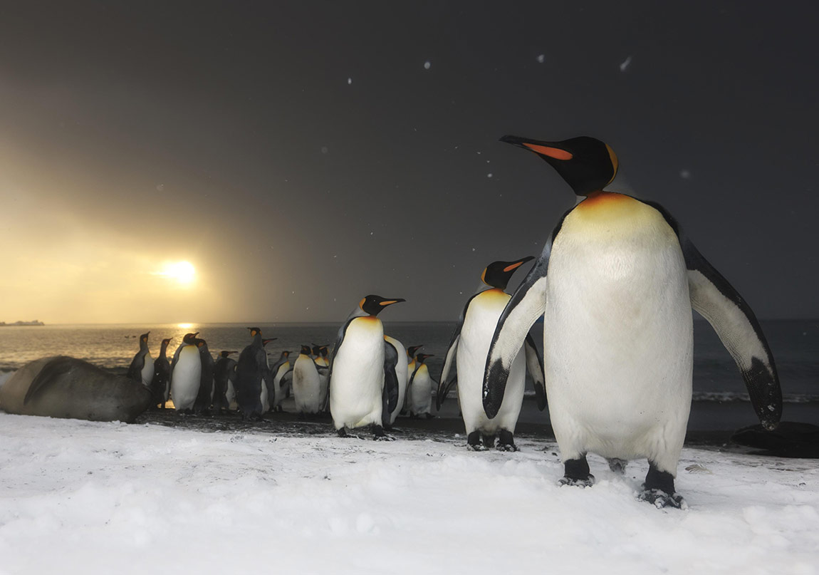 Planet Earth 2’nin Yeni Fragmanı Görücüye Çıktı