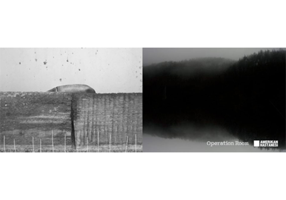 Yüzen Buzlar ve Yabandomuzları