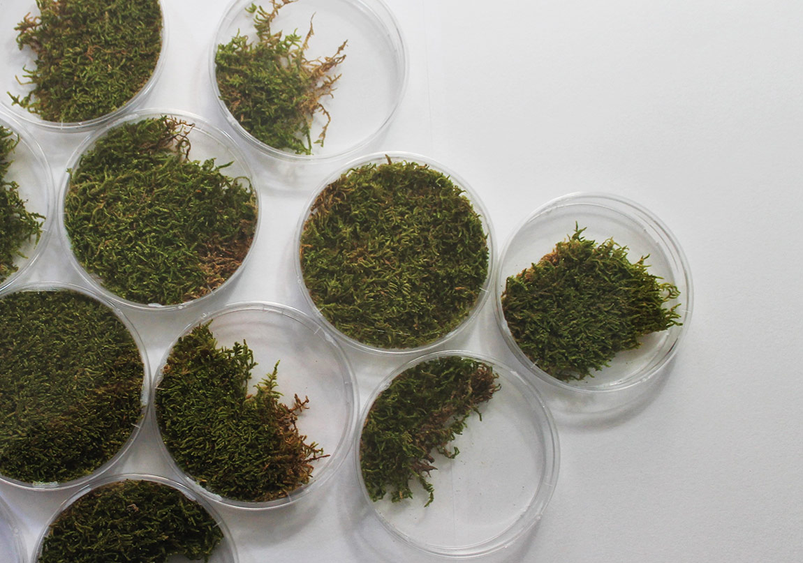 Beş Ayrı Odada Beş Sanatçı