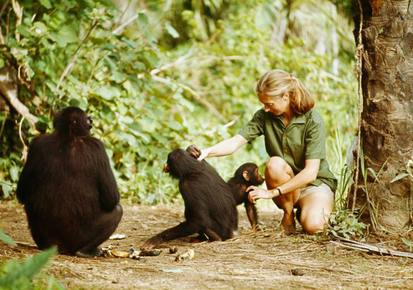 Dr. Jane Goodall’ın “İnsanın Gölgesinde” Kitabı Türkçede