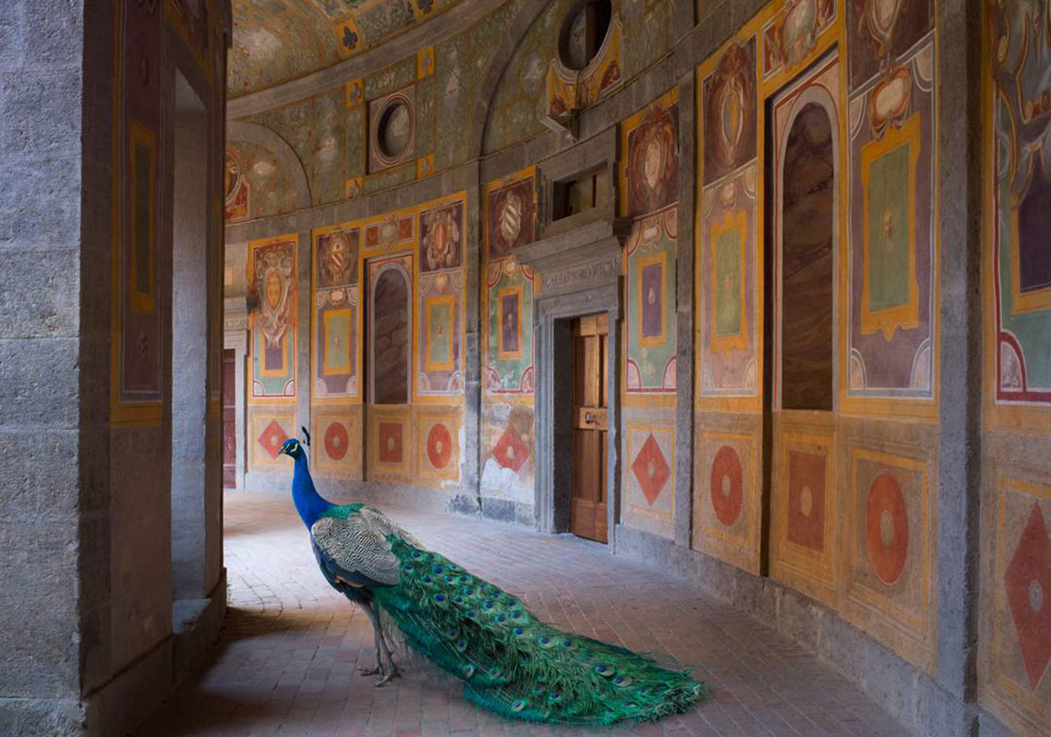 Egzotik Hayvanların Mistik Mekânlara Bakışı