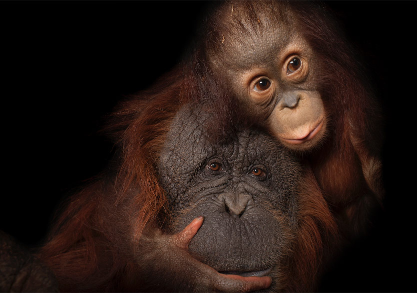 National Geographic Sergisi Photo Ark Dijital Ziyarete Açıldı