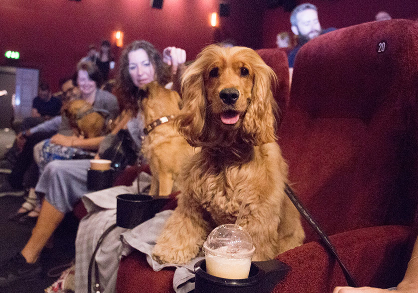 Edinburgh’da Seyirciler Köpekleriyle Isle of Dogs Filmini İzledi