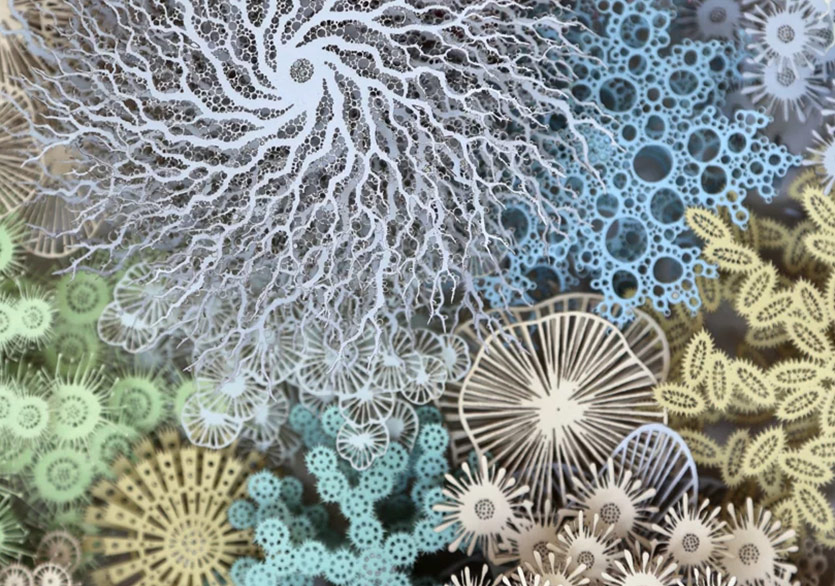 Mercan Resiflerinin Büyülü Dünyası