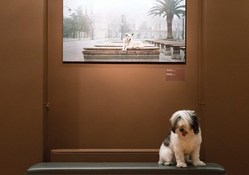 Köpek Dostu Sergiye Davetlisiniz!