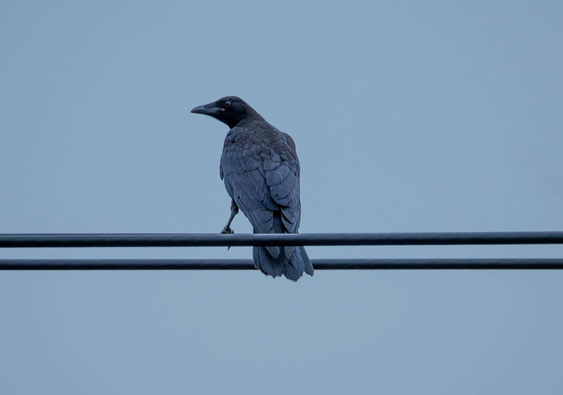 Tüylü Bir Şeydir Şu Yas