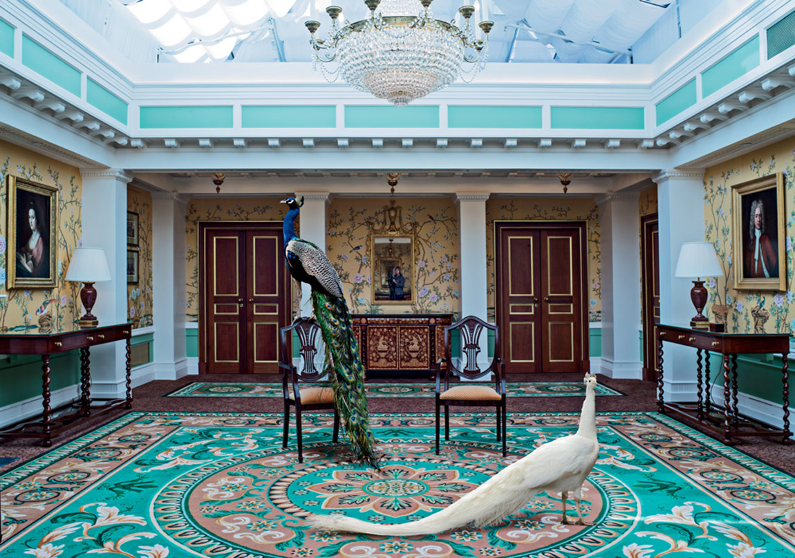 Egzotik Hayvanların Mistik Mekânlara Bakışı