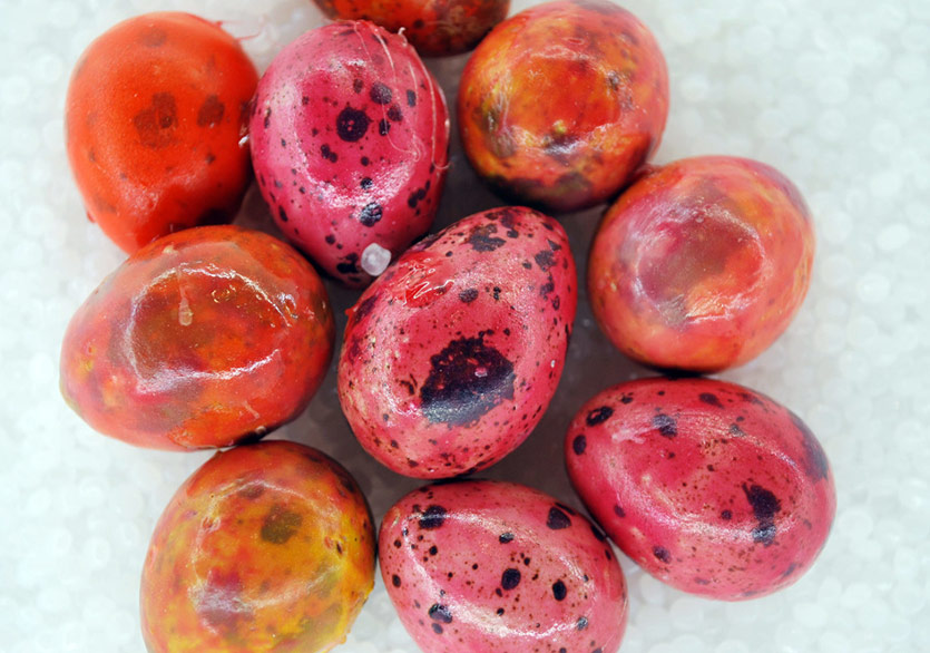 Pınar Yoldaş’ın Biyoloji ve Sanatı Birleştiren Sergisi