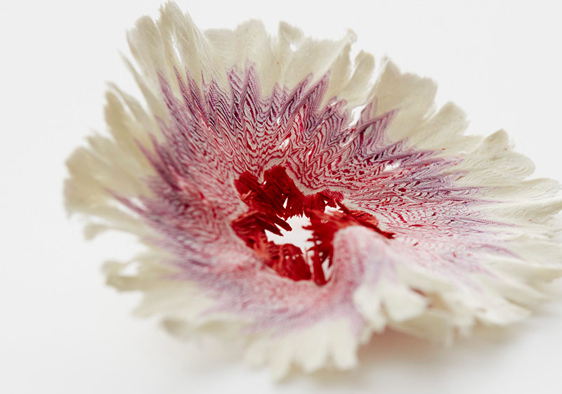 Mucizevi Minyatür Çiçekler