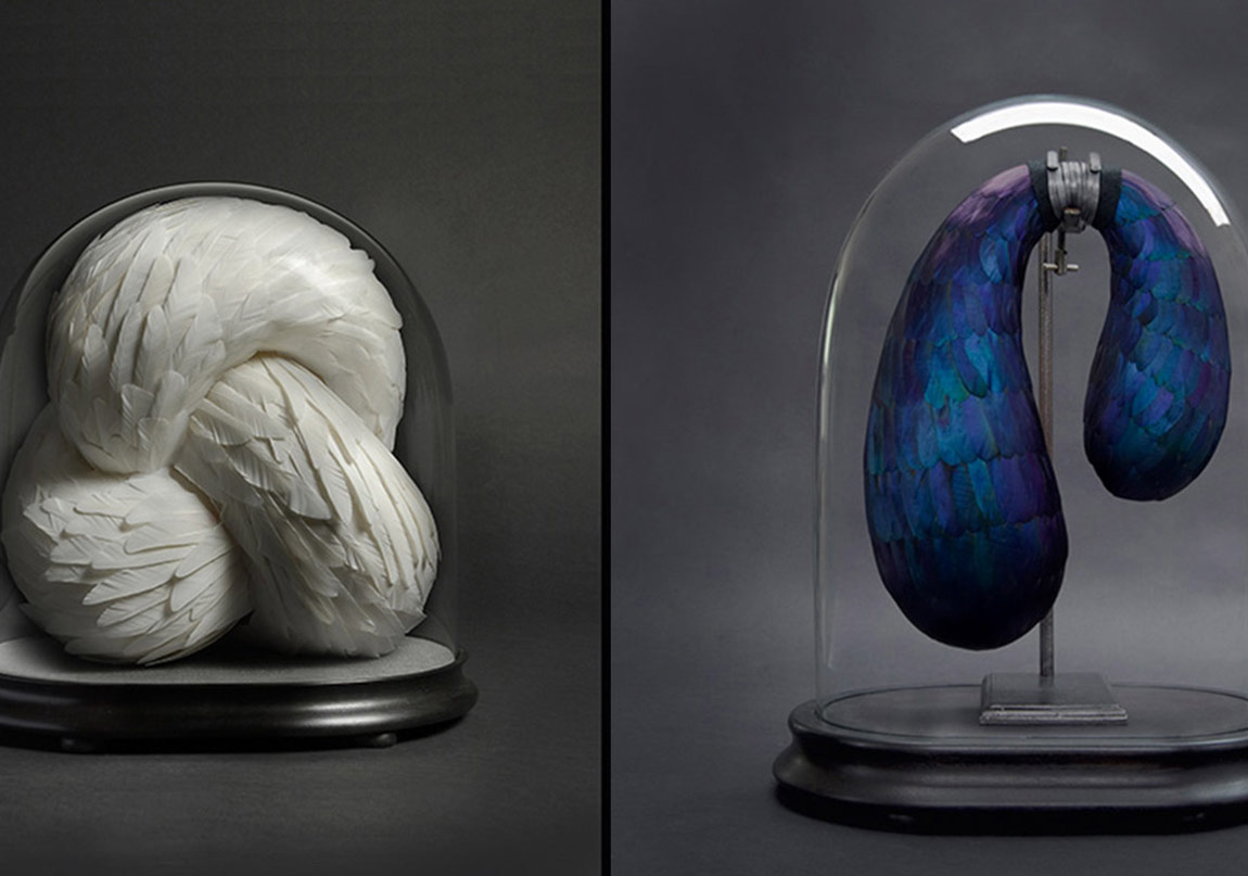 Göz Alıcı Kuş Tüyleri