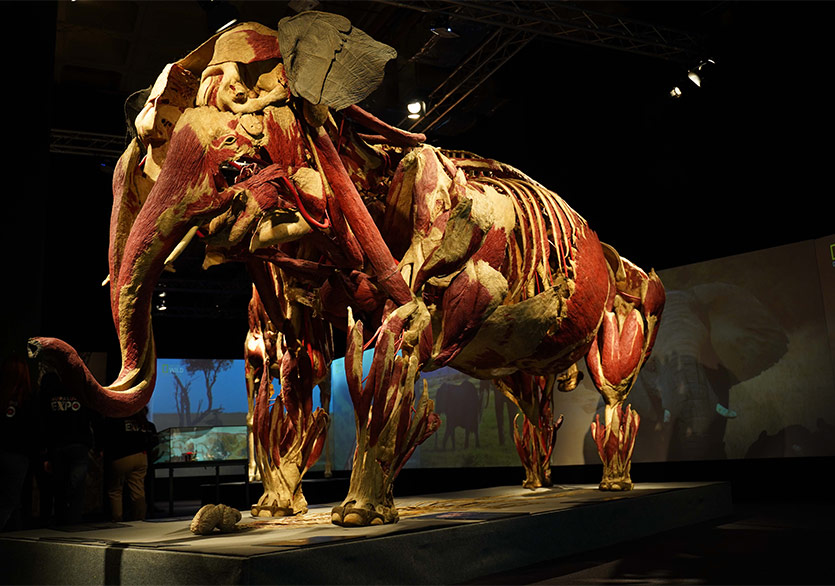 “Body Worlds: Animal Inside Out-Gerçek Hayvanların Anatomi Sergisi” HUPALUPA Expo’da
