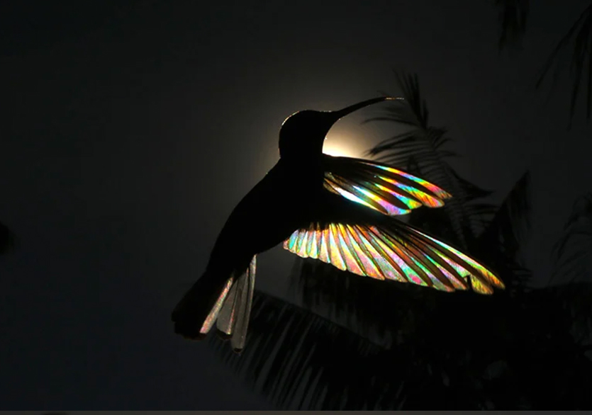 Christian Spencer’dan Gökkuşağı Efektli Kuş Fotoğrafları