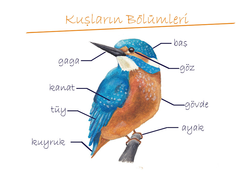 Çocuklar Kuşları Tanısın Diye “Kuş Kitabı”