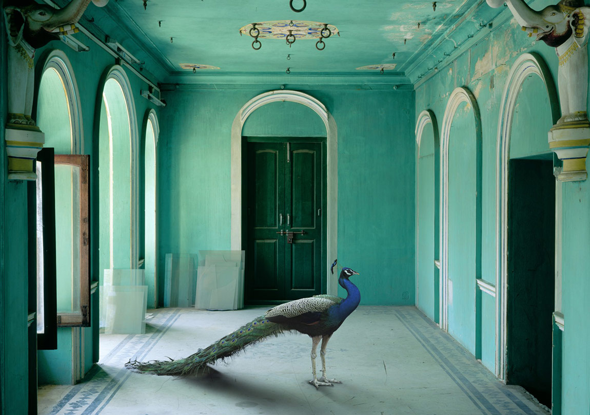 Egzotik Hayvanların Mistik Mekânlara Bakışı