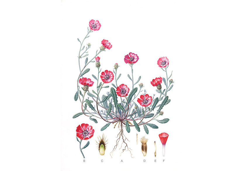 Erimtan Arkeoloji ve Sanat Müzesi’nde Yeni Sergi: “BOTANICA: Anadolu’nun Bitkileri”
