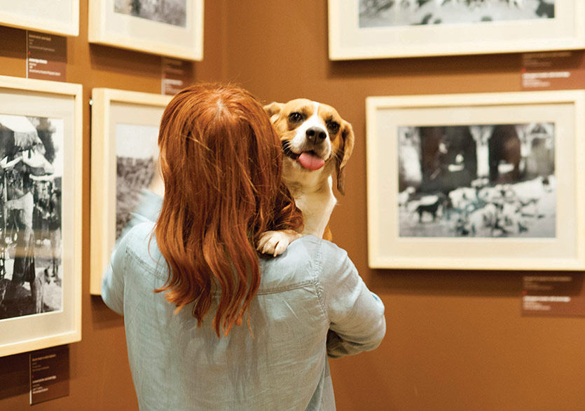 Köpek Dostu Sergiye Davetlisiniz!