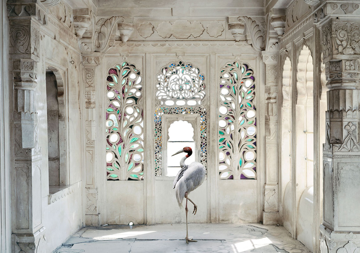 Egzotik Hayvanların Mistik Mekânlara Bakışı