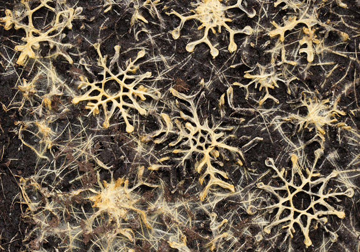 Bitki Kökleri Resim Yapıyor