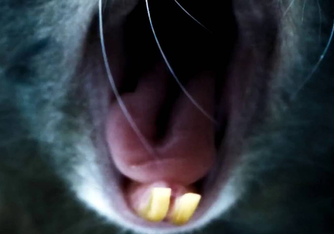 Morgan Spurlock İmzalı Rats’ten Kısa Bir Sahne 