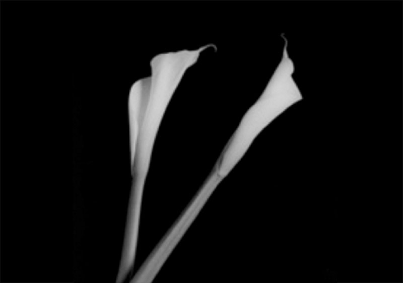 Robert Mapplethorpe’la Zıtlıkların Gücü