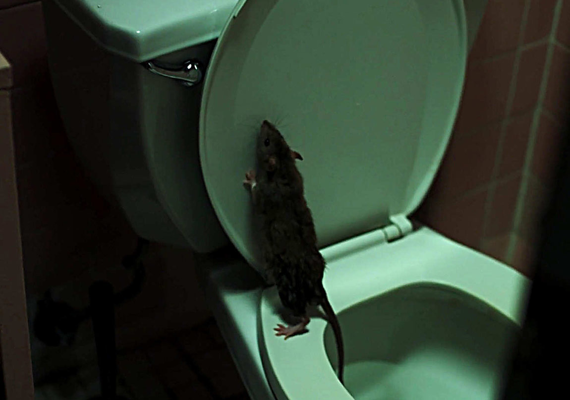 Morgan Spurlock İmzalı Rats’ten Kısa Bir Sahne 