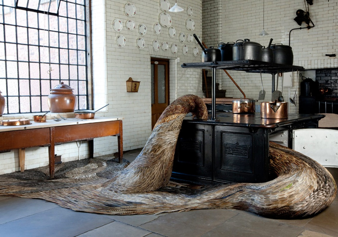 Göz Alıcı Kuş Tüyleri