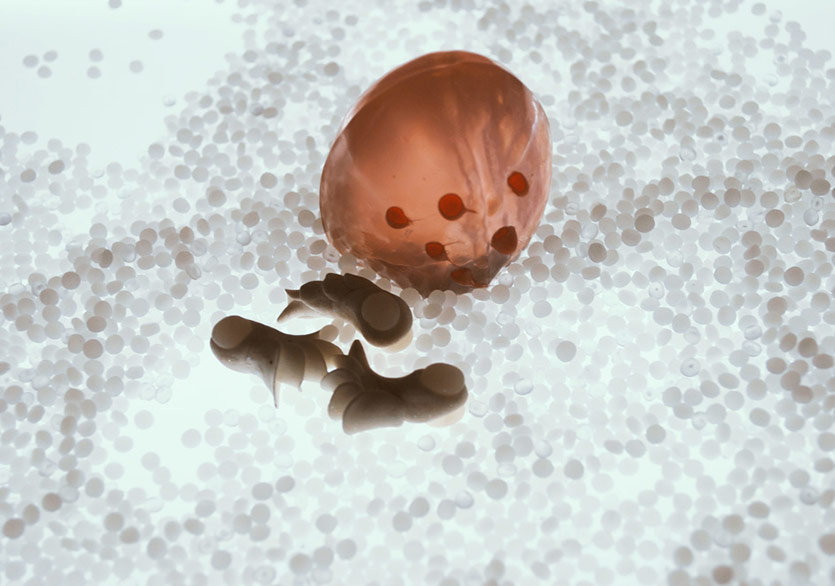 Pınar Yoldaş’ın Biyoloji ve Sanatı Birleştiren Sergisi