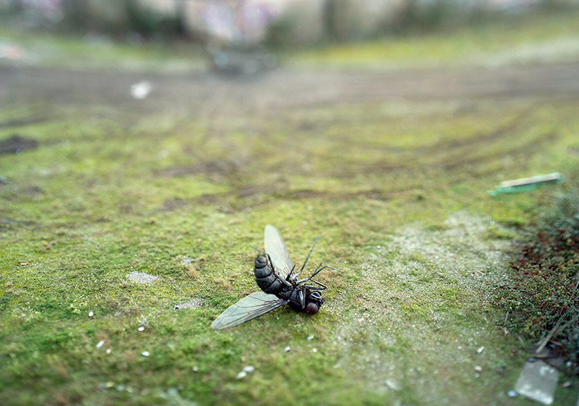 Michael John Hunter'ın Küçük Dev Dünyası