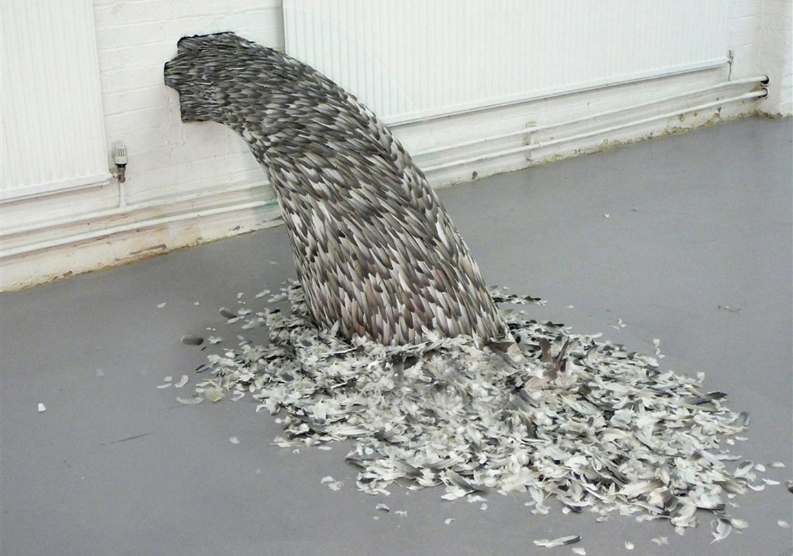 Göz Alıcı Kuş Tüyleri