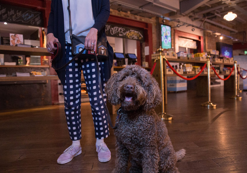 Edinburgh’da Seyirciler Köpekleriyle Isle of Dogs Filmini İzledi