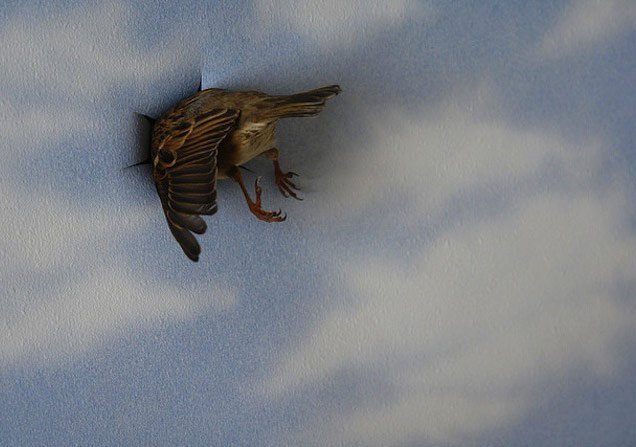 Güldürürken Düşündüren Fotoğraflar