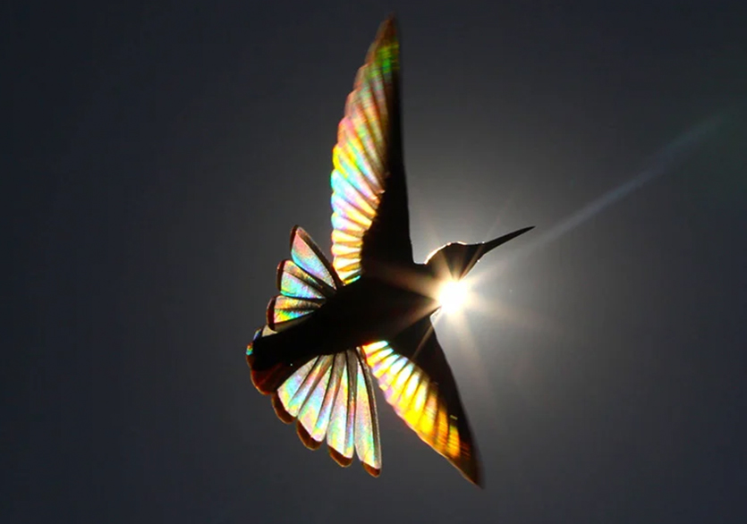 Christian Spencer’dan Gökkuşağı Efektli Kuş Fotoğrafları