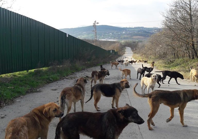 Bursiyer Konuşmaları’nın Yeni Konuğu Mine Yıldırım