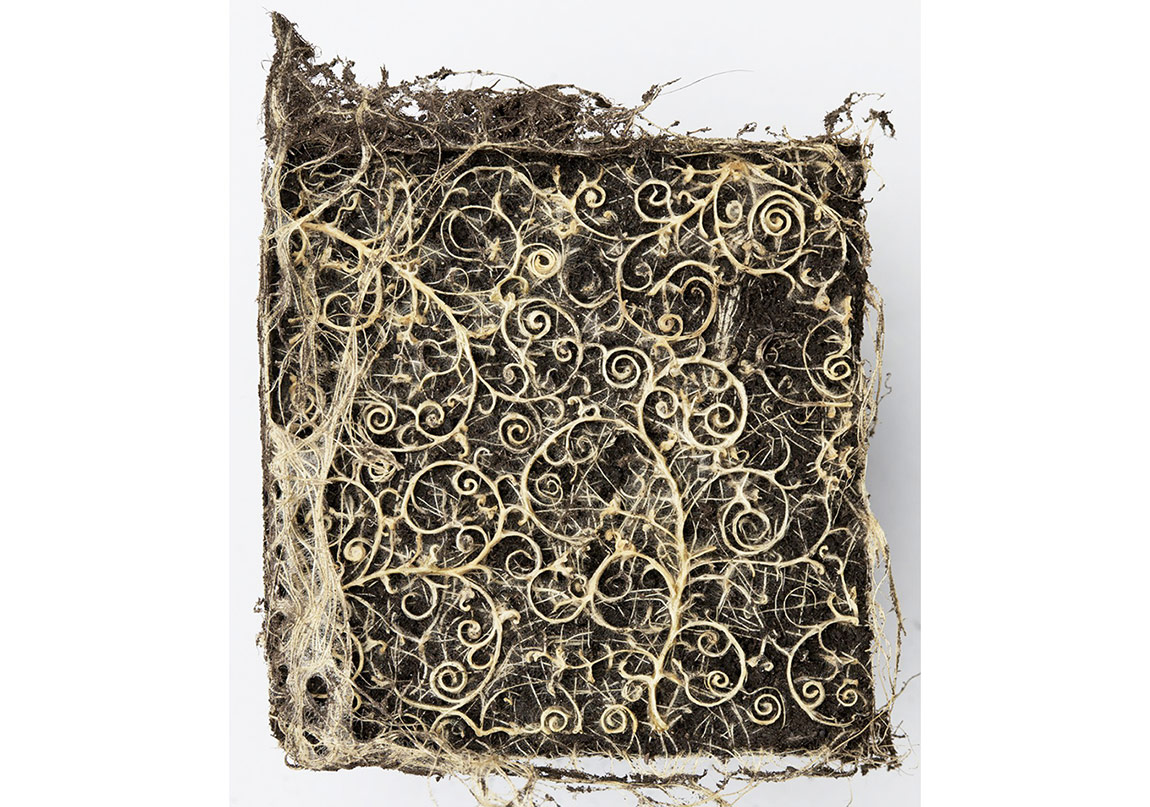 Bitki Kökleri Resim Yapıyor