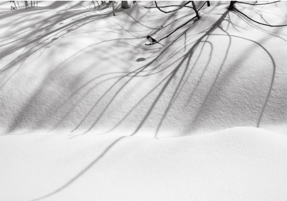 Abbas Kiarostami Fotoğrafları Hong Kong’ta