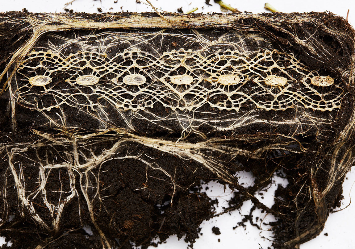 Bitki Kökleri Resim Yapıyor