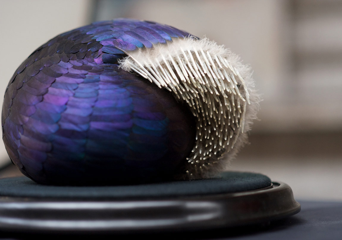 Göz Alıcı Kuş Tüyleri